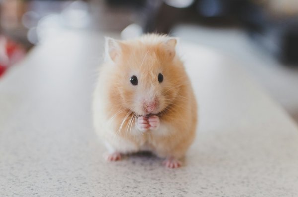 How to train a pet hamster to use a litter box in a UK home?